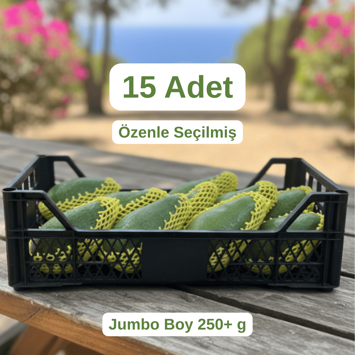 15 Adet Jumbo Boy 250 g+ – Coğrafi İşaretli Fuerte