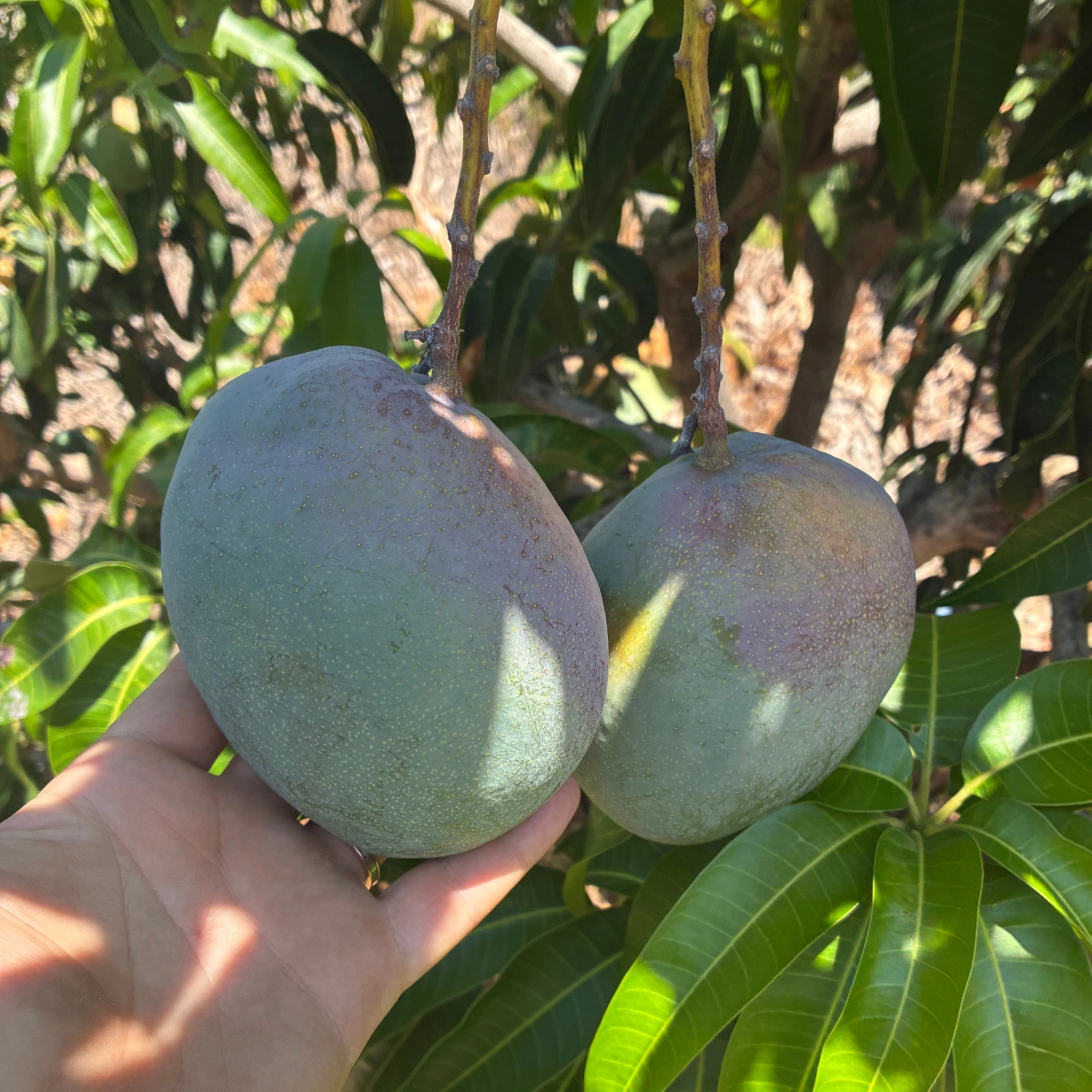 Taze Yerli Mango– Doğal ve Özenle Seçilmiş Egzotik Meyve 1 Kg - Görsel 3