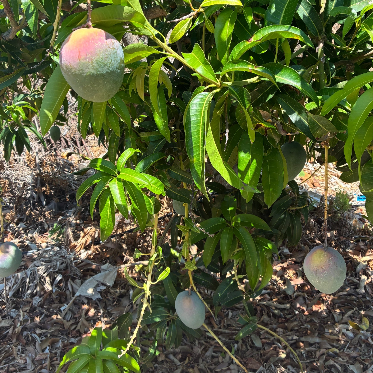Taze Yerli Mango– Doğal ve Özenle Seçilmiş Egzotik Meyve 1 Kg - Görsel 4