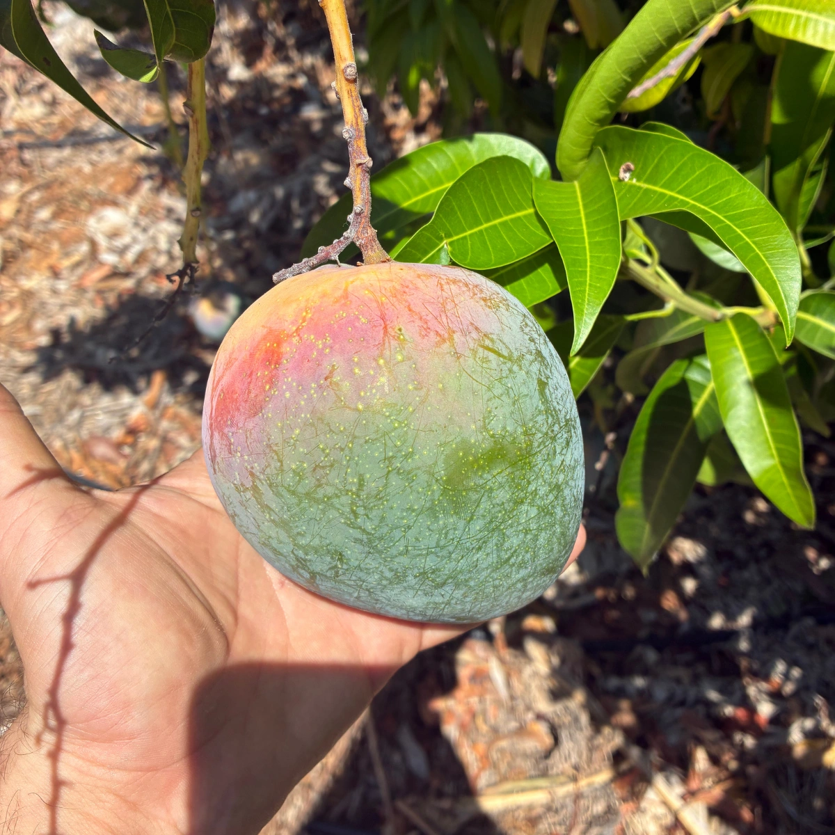 Taze Yerli Mango– Doğal ve Özenle Seçilmiş Egzotik Meyve 1 Kg - Görsel 5