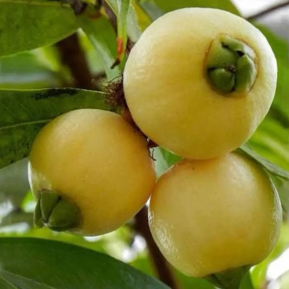 Gül Elması 250 g | Egzotik Gül Aromalı Tropikal Meyve - Görsel 3