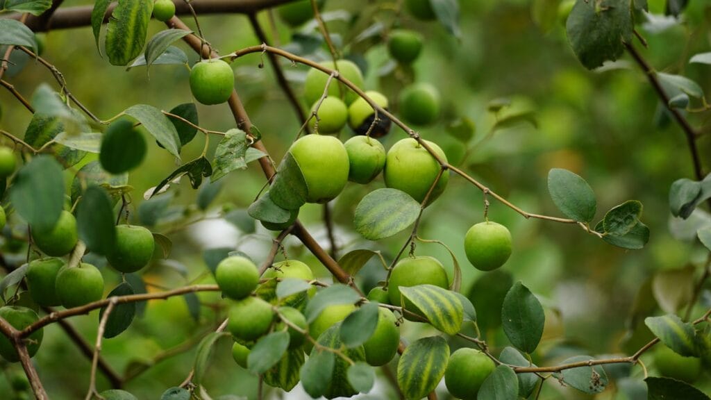 Dalda taze hünnap (jujube) meyveleri